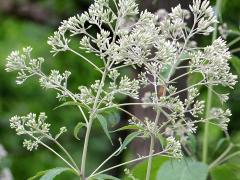 (Purple Joe Pye Weed) (Purple Joe Pye Weed)