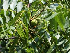 (Black Walnut) (Black Walnut)