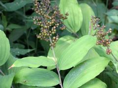 (Feathery False Soloman's Seal) fruit (Feathery False Soloman's Seal) fruit