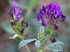 (Alfalfa) (Alfalfa)