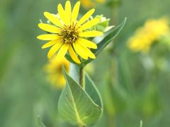 (Rosinweed) (Rosinweed)