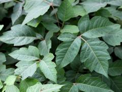 (Poison Ivy) (Poison Ivy)