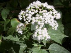 (White Snakeroot) (White Snakeroot)