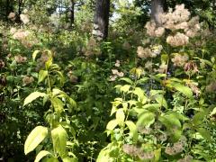 (Purple Joe Pye Weed) fruit (Purple Joe Pye Weed) fruit
