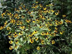 (Brown-eyed Susan) (Brown-eyed Susan)