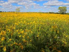 (Canada Goldenrod) colony (Canada Goldenrod) colony