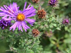 (New England Aster) (New England Aster)