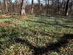 (White Trout Lily) colony (White Trout Lily) colony