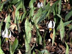 (White Trout Lily) (White Trout Lily)