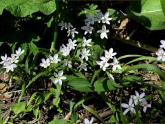 (Spring Beauty) (Spring Beauty)