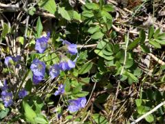 (Jacob's Ladder) (Jacob's Ladder)