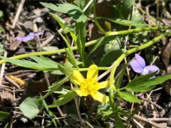 (Hispid Buttercup) (Hispid Buttercup)
