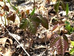 (Poison Ivy) (Poison Ivy)