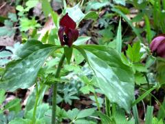 (Red Trillium) (Red Trillium)