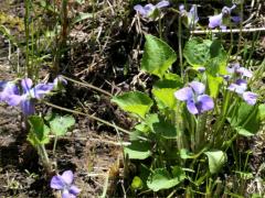 (Common Blue Violet) (Common Blue Violet)