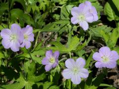 (Wild Geranium) (Wild Geranium)