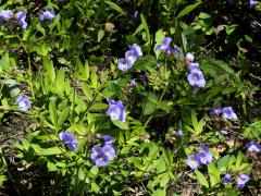 (Jacob's Ladder) (Jacob's Ladder)