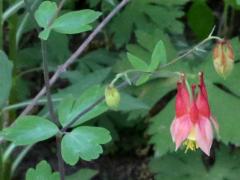 (Wild Columbine) (Wild Columbine)