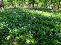 (Wild Geranium) colony (Wild Geranium) colony