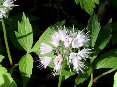 (Virginia Waterleaf) (Virginia Waterleaf)