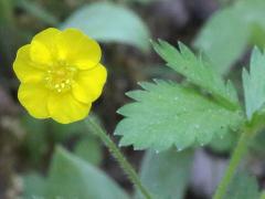 (Potentilla Cinquefoil) (Potentilla Cinquefoil)