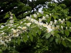 (Amur Honeysuckle) flowers (Amur Honeysuckle) flowers