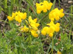 (Bird's-foot Trefoil) (Bird's-foot Trefoil)