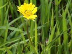 (Common Goat's Beard) (Common Goat's Beard)