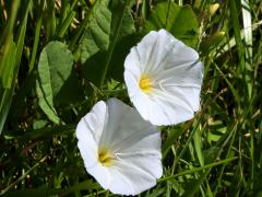 (Field Bindweed) (Field Bindweed)