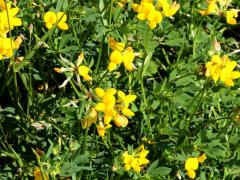 (Bird's-foot Trefoil) (Bird's-foot Trefoil)