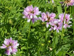 (Crown Vetch) (Crown Vetch)