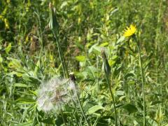 (Common Goat's Beard) fruit (Common Goat's Beard) fruit