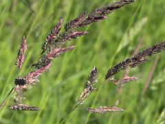 (Reed Canary Grass) inflorescence (Reed Canary Grass) inflorescence