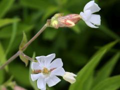 (White Campion) (White Campion)