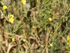 (Prickly Lettuce) (Prickly Lettuce)
