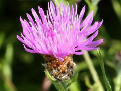 (Monckton's Knapweed) phyllaries (Monckton's Knapweed) phyllaries