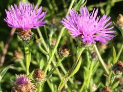 (Monckton's Knapweed) plant (Monckton's Knapweed) plant