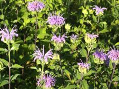 (Wild Bergamot) (Wild Bergamot)
