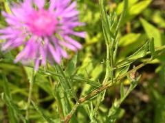 (Monckton's Knapweed) leaves (Monckton's Knapweed) leaves