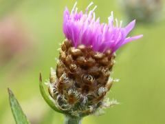 (Monckton's Knapweed) receptacle (Monckton's Knapweed) receptacle