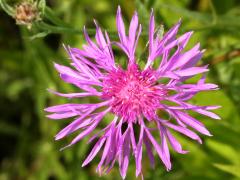 (Monckton's Knapweed) top (Monckton's Knapweed) top