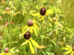 (Yellow Coneflower) (Yellow Coneflower)