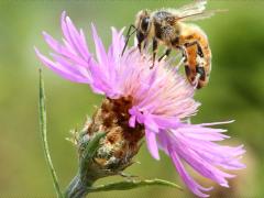 (Monckton's Knapweed) receptacle (Monckton's Knapweed) receptacle