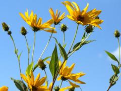 (Jerusalem Artichoke) (Jerusalem Artichoke)