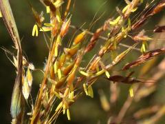 (Indian Grass) flowers (Indian Grass) flowers