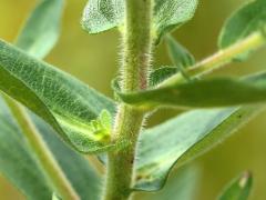 (New England Aster) stem (New England Aster) stem