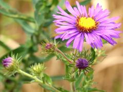 (New England Aster) (New England Aster)