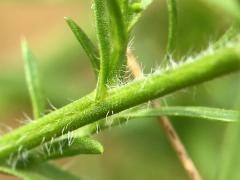 (Hairy Aster) stem (Hairy Aster) stem