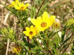 (Marsh Tickseed) (Marsh Tickseed)
