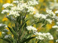 (Tall Boneset) (Tall Boneset)